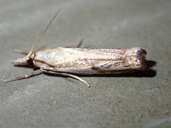 Crambus saltuellus