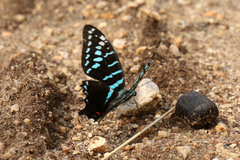 Graphium colonna