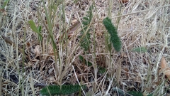 Achillea millefolium
