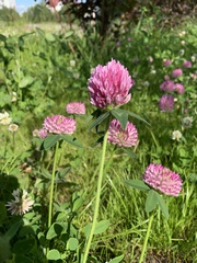 Trifolium pratense