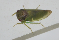 Iassus lanio