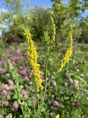 Melilotus officinalis