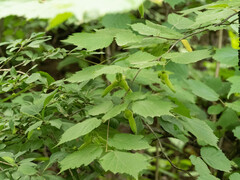 Corylus sieboldiana mandshurica