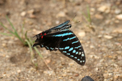 Graphium colonna