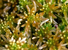 Sphagnum fallax