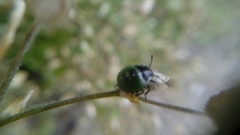 Palomena prasina