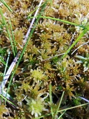 Sphagnum fallax