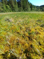 Sphagnum fallax