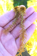Sphagnum fallax