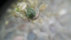 Palomena prasina