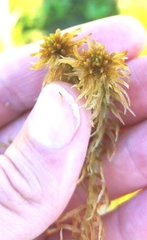 Sphagnum fallax