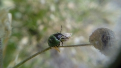 Palomena prasina