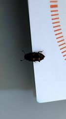 Glischrochilus hortensis