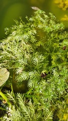 Hottonia