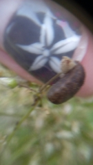 Palomena prasina