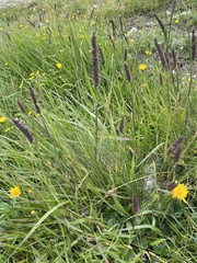 Phleum alpinum