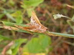 Entomophaga grylli