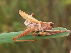 Entomophaga grylli