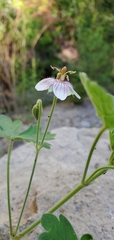 Geranium lentum