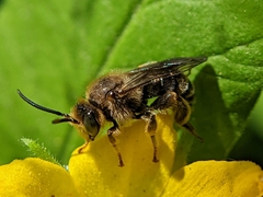 Macropis europaea