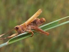 Entomophaga grylli