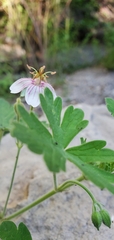 Geranium lentum