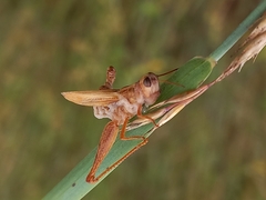 Entomophaga grylli