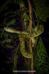 Trimeresurus sumatranus