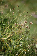 Antennaria carpatica