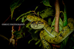 Trimeresurus sumatranus