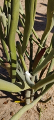 Euphorbia enterophora