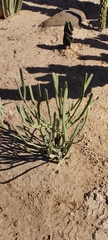 Euphorbia enterophora