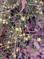 Acacia neobrachycarpa