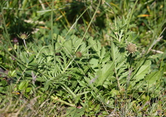Scabiosa lucida barbata