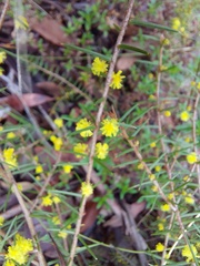 Acacia neobrachycarpa