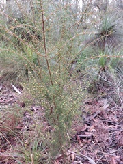 Acacia neobrachycarpa