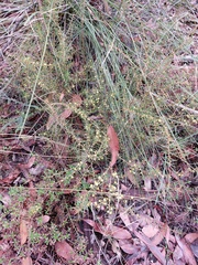 Acacia neobrachycarpa
