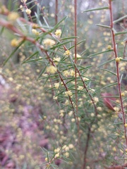 Acacia neobrachycarpa