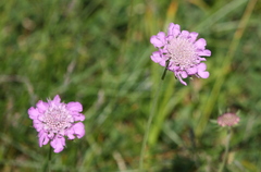 Scabiosa lucida barbata