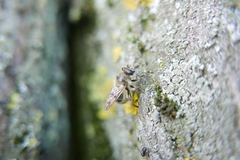 Criorhina pachymera