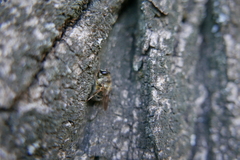 Criorhina pachymera