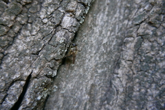 Criorhina pachymera