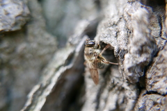Criorhina pachymera