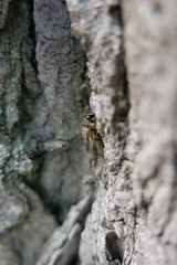 Criorhina pachymera