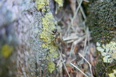 Criorhina pachymera