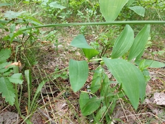 Polygonatum odoratum