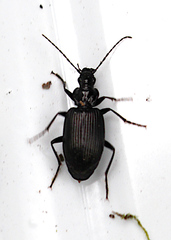 Limodromus assimilis