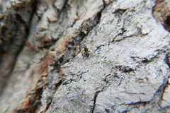 Pilophorus perplexus