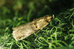 Trachonitis cristella