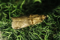 Trachonitis cristella